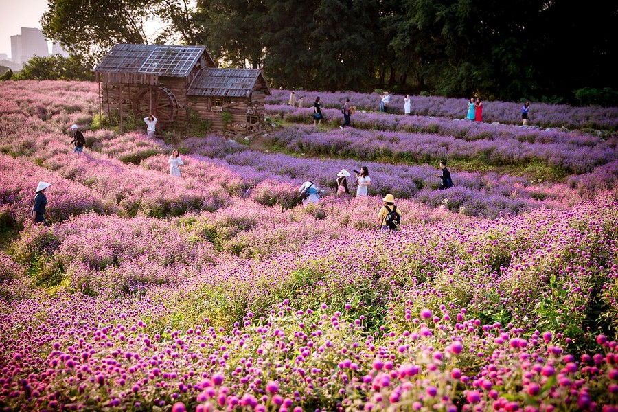 Khám phá thung lũng hoa bách nhật tím hồng đẹp nhất Hà Nội 