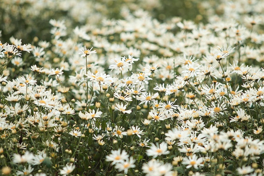 50 Hình nền Cúc Họa Mi đẹp nhất - Ảnh hoa đẹp làm nền