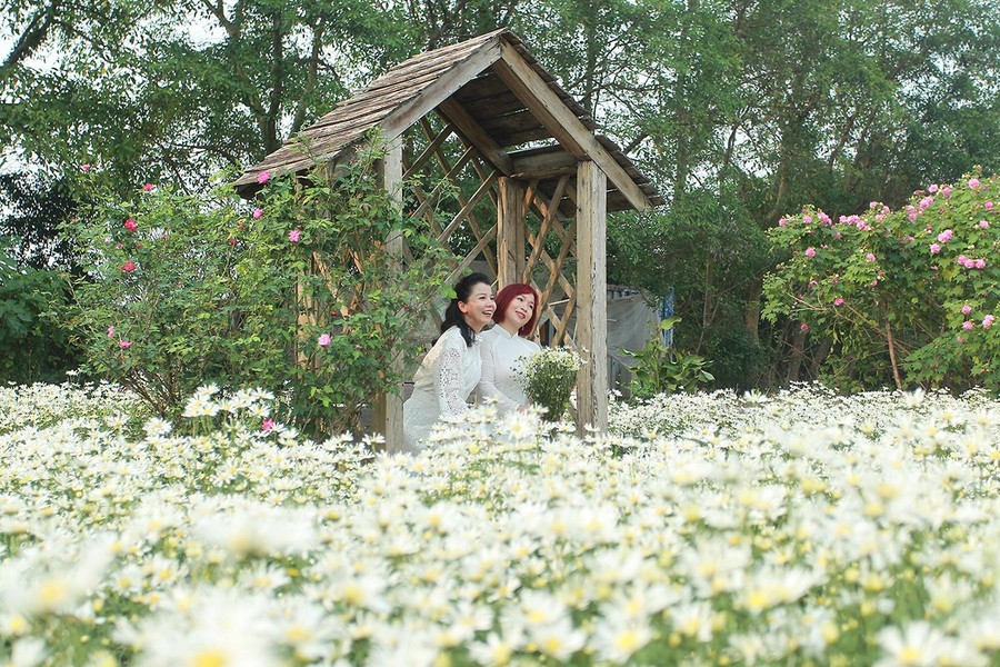 Vườn hoa cúc họa mi rộng hơn 2.000m2 khoe sắc ở Hà Nội