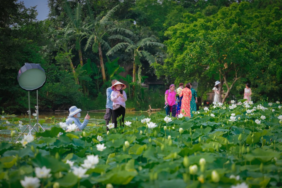Lạc lối giữa đầm sen trắng tinh khôi rộng gần 1.000m2 ở ngoại thành Hà Nội