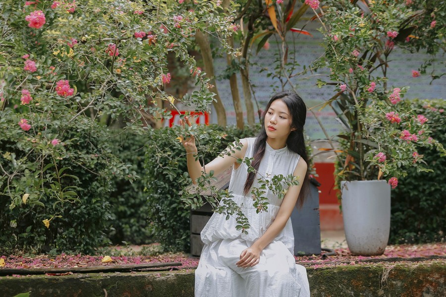 Ngắm con đường hoa tường vi cánh mỏng cực đẹp ở Hà Nội 
