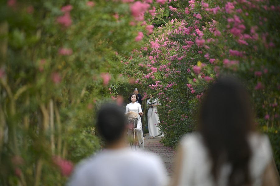 Ngắm con đường hoa tường vi cánh mỏng cực đẹp ở Hà Nội 
