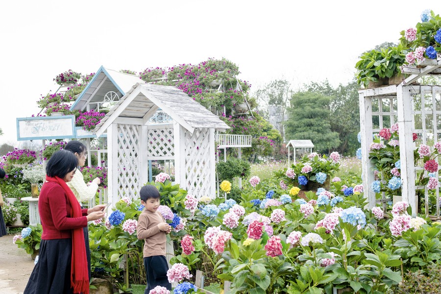 Vườn hoa cẩm tú cầu đẹp như cổ tích giữa lòng Hà Nội