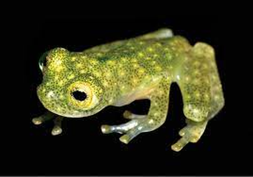 Loài ếch có da trong suốt nhìn rõ nội tạng