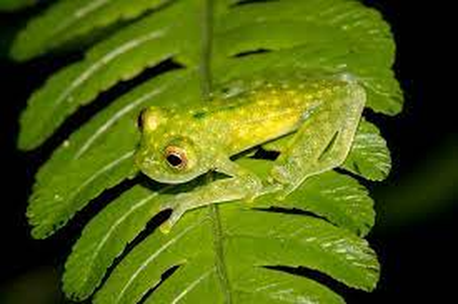 Loài ếch có da trong suốt nhìn rõ nội tạng