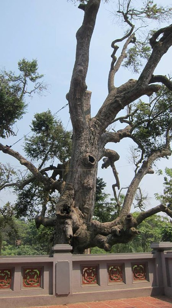 Chiêm ngưỡng cây di sản 2200 tuổi ở đất tổ Hùng Vương