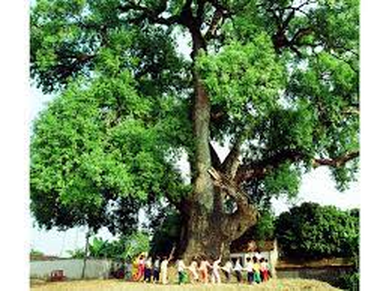 Giai thoại lịch sử về cây được vua phong là “Quốc chúa đô mộc Dã Đại Vương” 