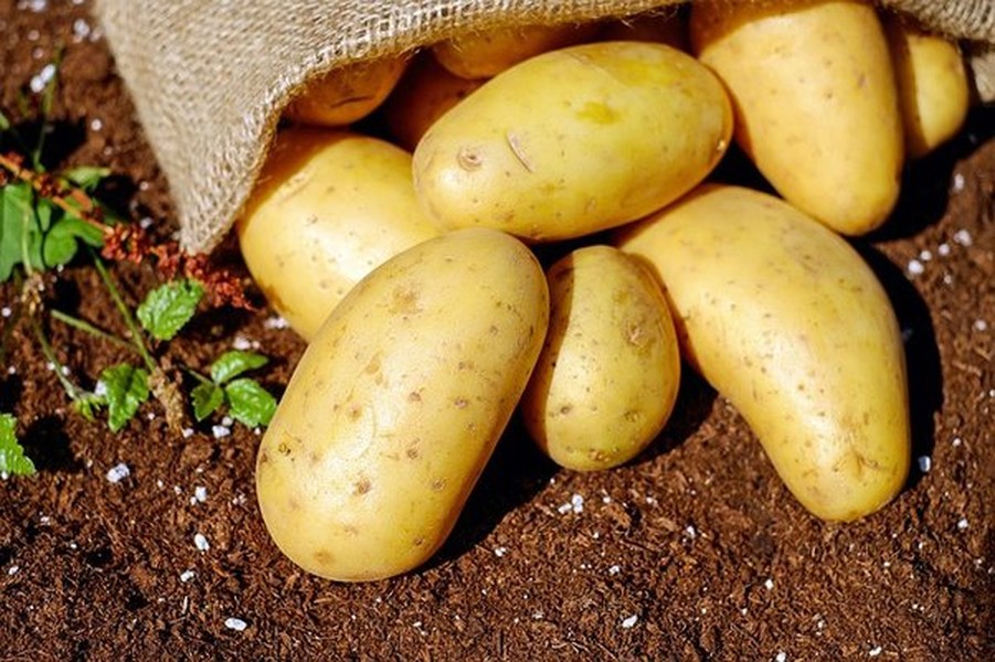 Nano kháng khuẩn trong phẫu thuật có nguồn gốc từ vỏ khoai tây