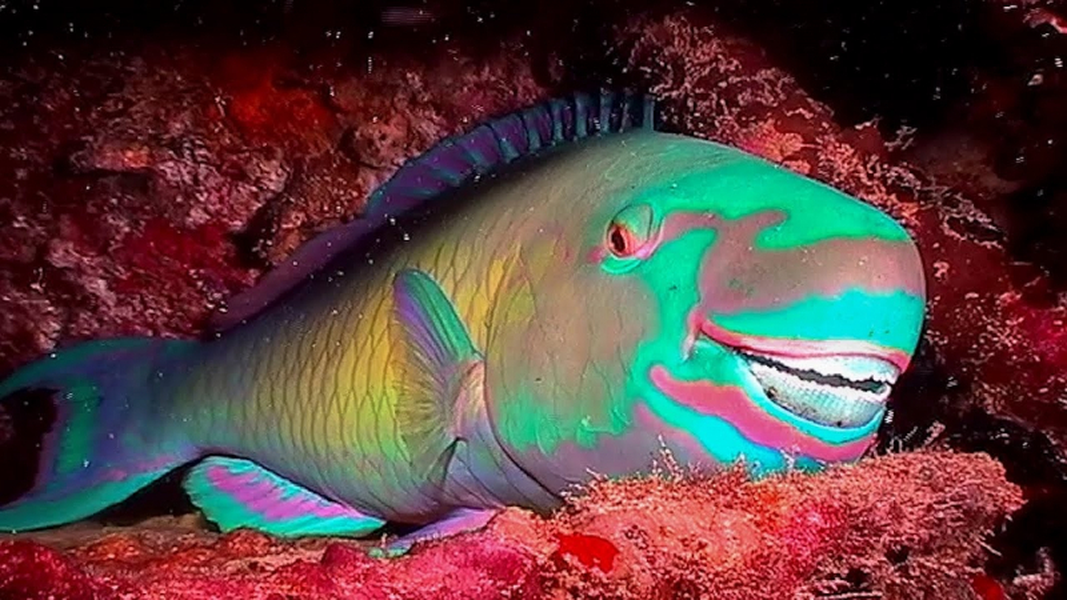 Những loài cá kỳ dị có tay và hàng nghìn chiếc răng 