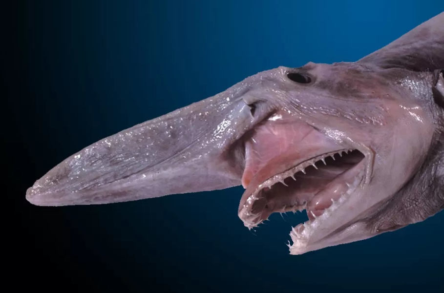 Những loài cá kỳ dị có tay và hàng nghìn chiếc răng 