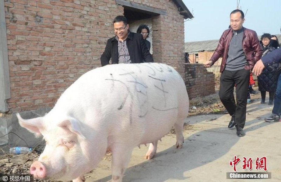 [ẢNH] Trung Quốc: Lợn khổng lồ kéo giá thịt ‘tuột dốc không phanh‘