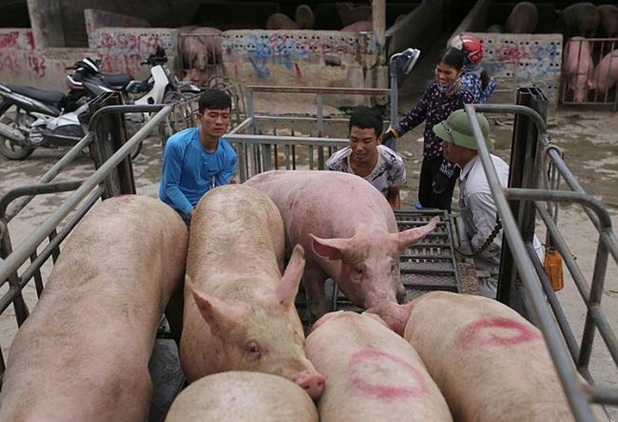 [ẢNH] Trung Quốc: Lợn khổng lồ kéo giá thịt ‘tuột dốc không phanh‘