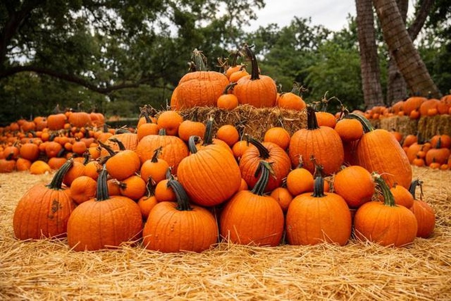 Ngôi làng cổ tích được làm từ 90.000 quả bí ngô để chào đón lễ hội Halloween