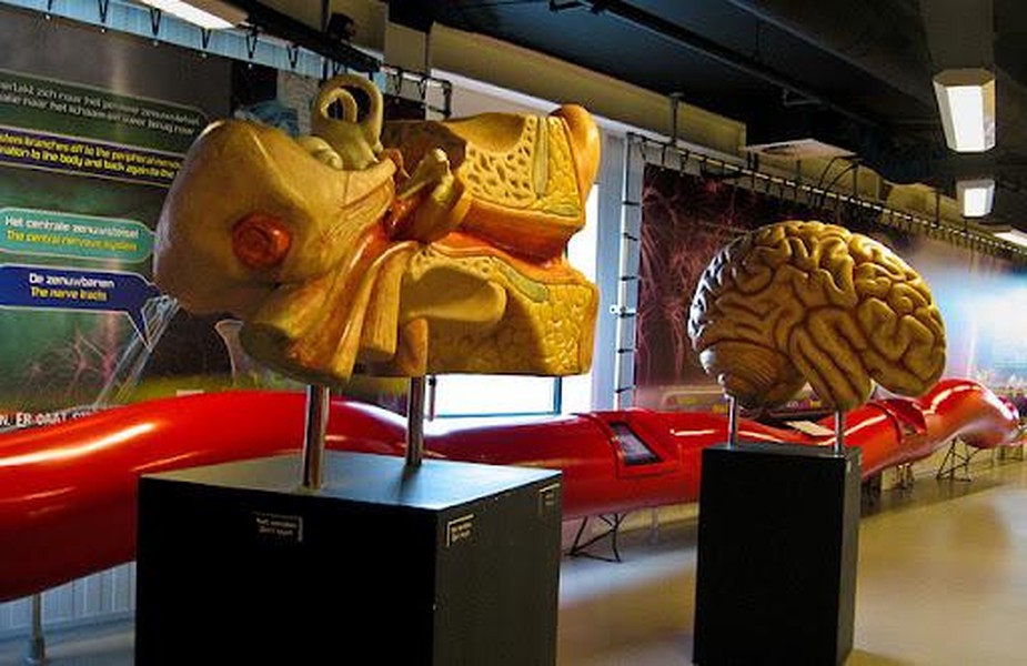 Corpus- bảo tàng đầu tiên trên thế giới khám phá cơ thể người