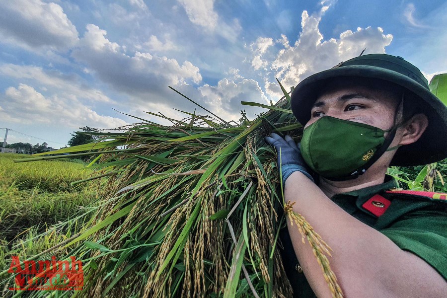 [Ảnh] Công an Thủ đô đội nắng, thâu đêm cứu lúa giúp nông dân trong khu phong tỏa