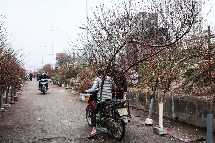 Hoa đào tươi thắm mang Xuân về phố phường Hà Nội bất chấp Covid-19