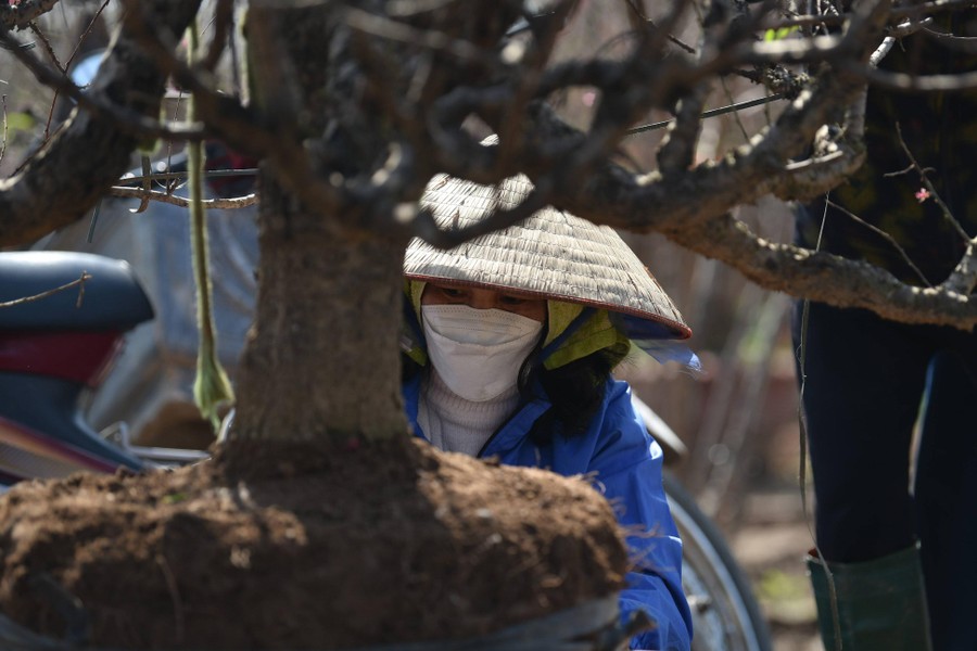 Ngắm đào Nhật Tân đẹp như tranh, đào thất thốn hơn 200 triệu bán ở vỉa hè Hà Nội