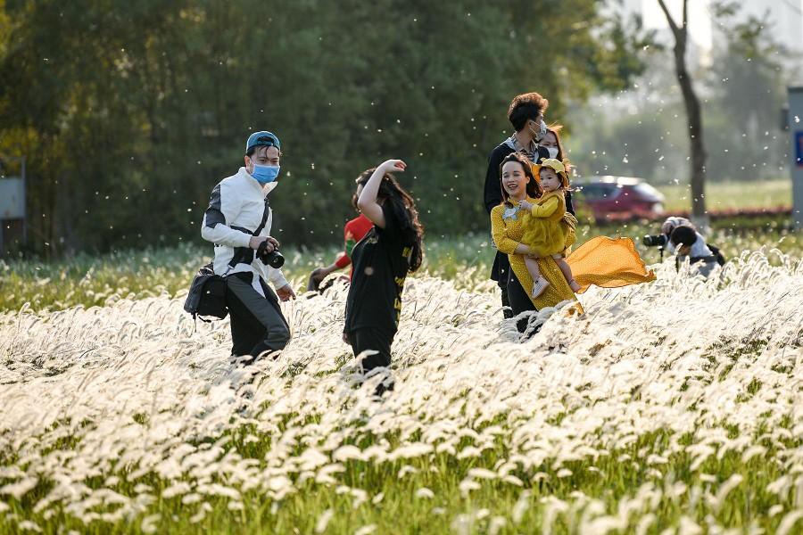 Ngắm cảnh đẹp như tranh vẽ với thiếu nữ bên cánh đồng cỏ lau giữa khu đô thị ở Hà Nội
