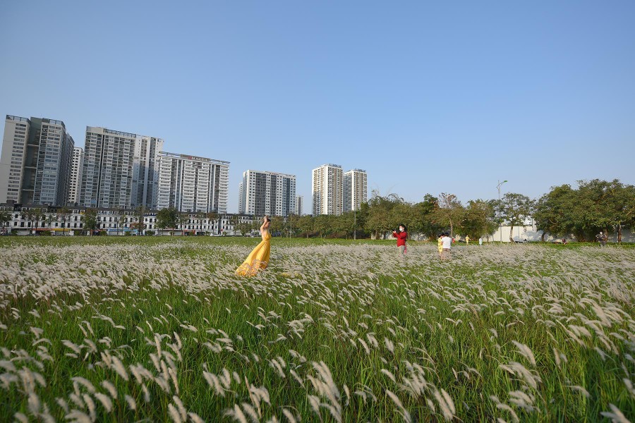 Ngắm cảnh đẹp như tranh vẽ với thiếu nữ bên cánh đồng cỏ lau giữa khu đô thị ở Hà Nội