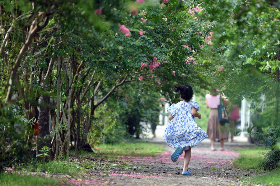 Chiêm ngưỡng vườn hoa tường vi đẹp như cổ tích ở Hà Nội