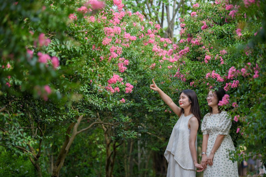 Chiêm ngưỡng vườn hoa tường vi đẹp như cổ tích ở Hà Nội
