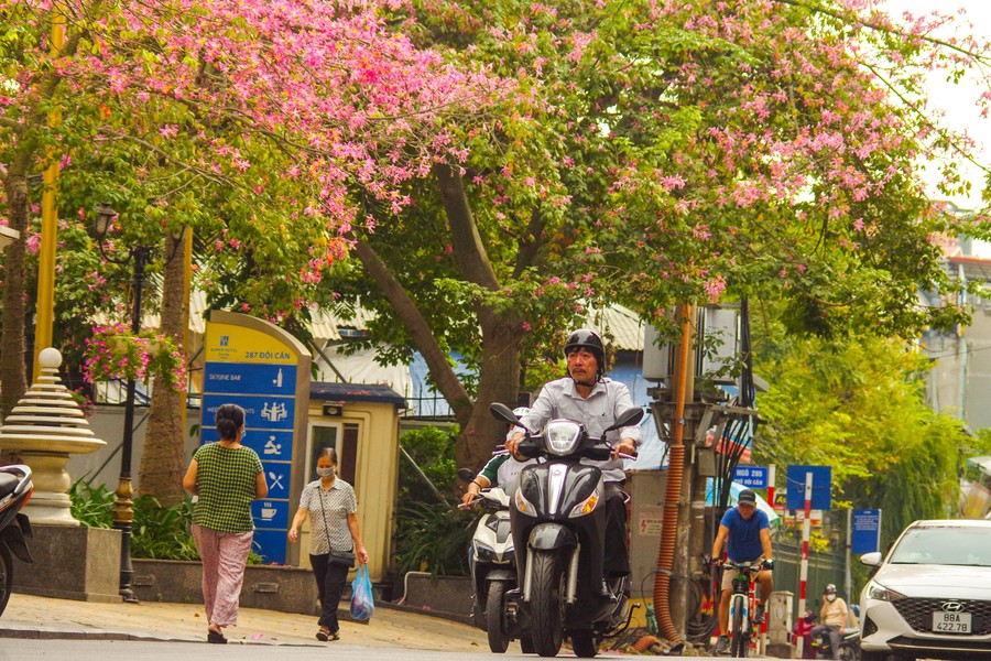 Ngắm phố phường Hà Nội đẹp lạ khi cây mỹ nhân độc đáo nở rộ