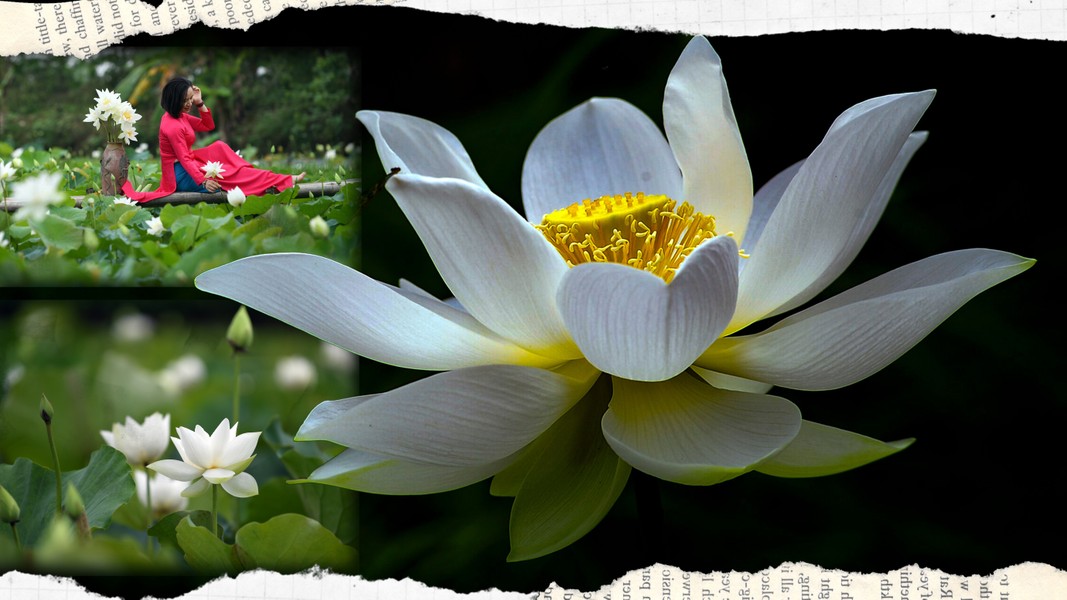 Ngắm vẻ đẹp thanh khiết của đầm sen trắng đang nở rộ ở ngoại thành Hà Nội