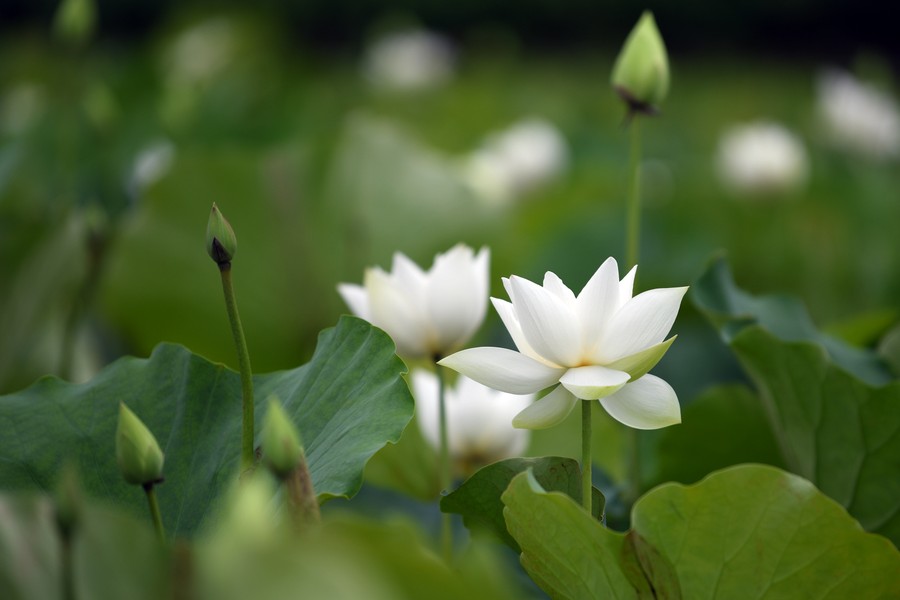 Ngắm vẻ đẹp thanh khiết của đầm sen trắng đang nở rộ ở ngoại thành Hà Nội