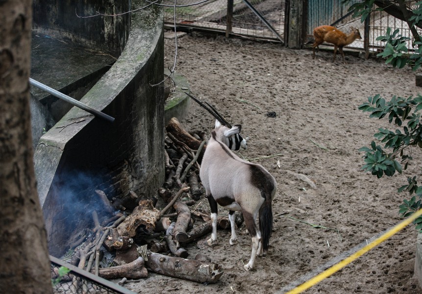 Tận mắt xem chống lạnh cho động vật tại Vườn thú Hà Nội 
