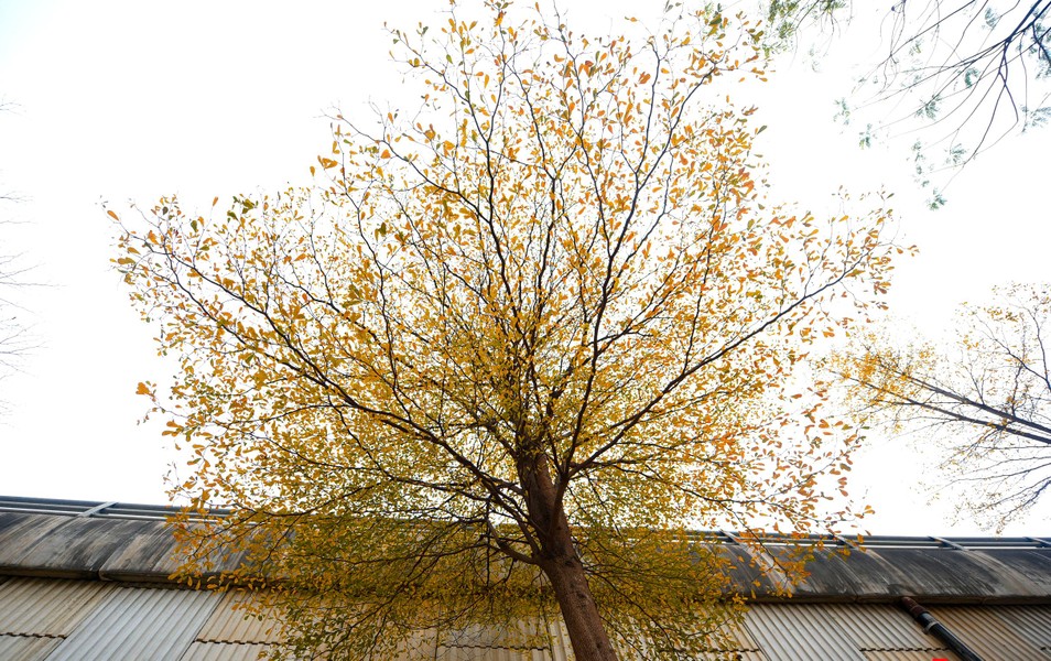 Bàng lá nhỏ vàng rực mùa lá đổ 