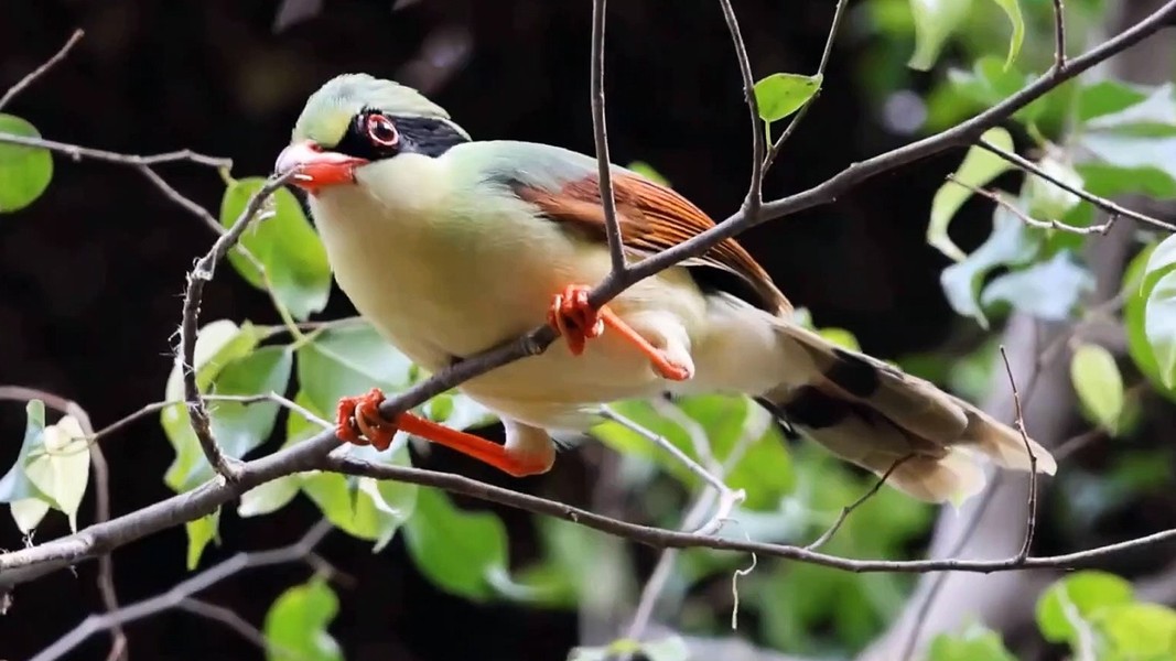 Loài chim tuyệt đẹp của Việt Nam 