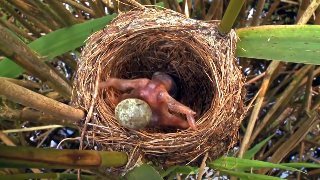 Loài chim tàn độc nhất Việt Nam, ác từ trong trứng