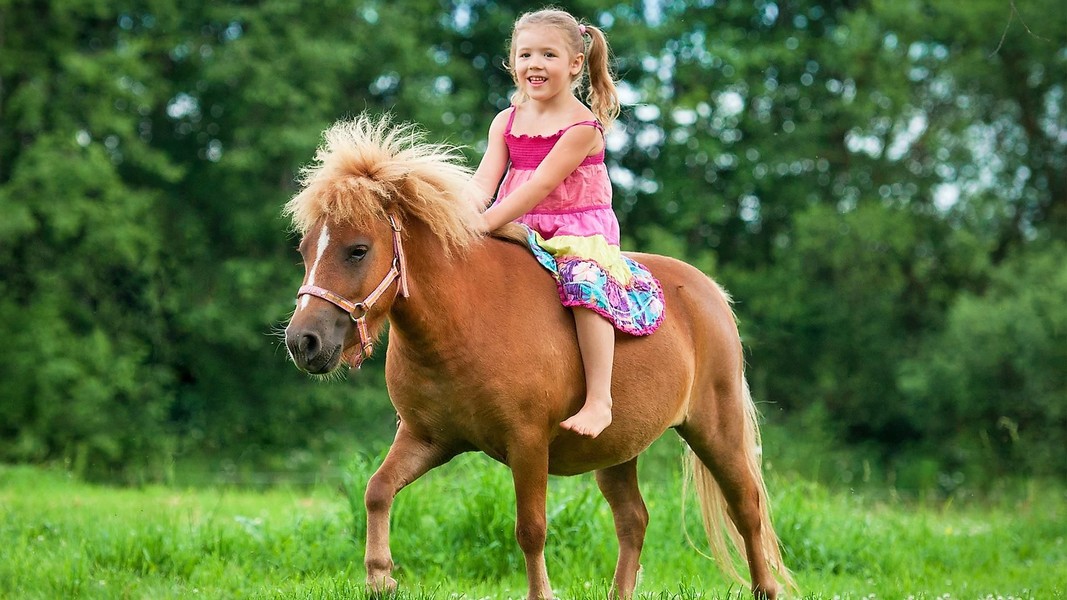 Loài ngựa ngộ nghĩnh, bé nhất thế giới, chỉ cao có 70cm