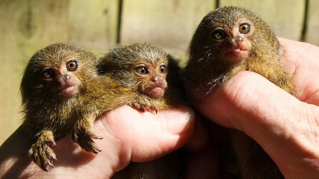 Thú vị loại khỉ nhỏ bằng ngón tay được săn lùng làm thú cưng