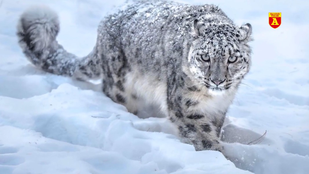 Những loài động vật chịu lạnh tốt nhất hành tinh