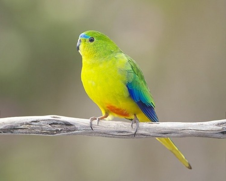 Điểm tên những loài chim quý hiếm nhất thế giới có nguy cơ tuyệt chủng