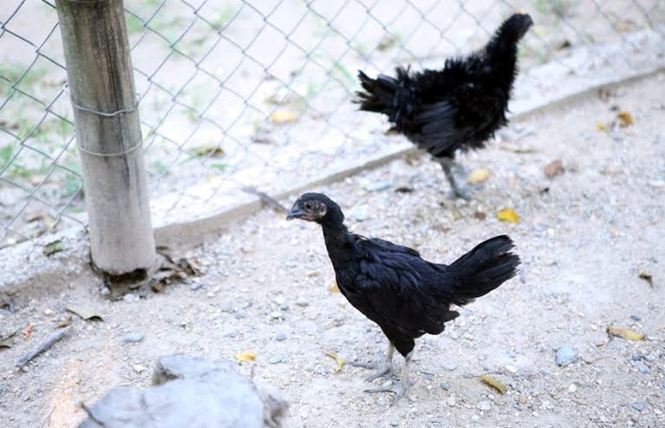 Chiêm ngưỡng giống gà quý tộc có giá hàng nghìn USD tại Việt Nam