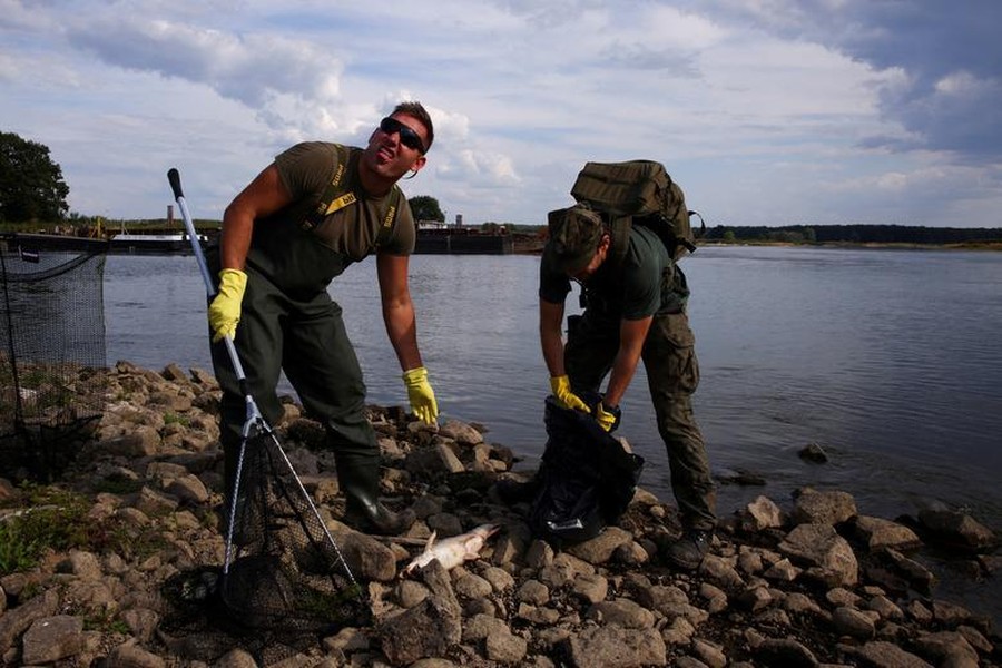 Bí ẩn vụ cá chết trắng sông ở biên giới Đức - Ba Lan
