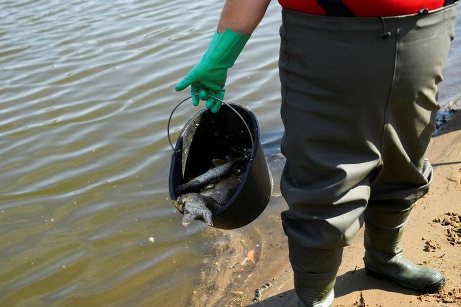 Bí ẩn vụ cá chết trắng sông ở biên giới Đức - Ba Lan