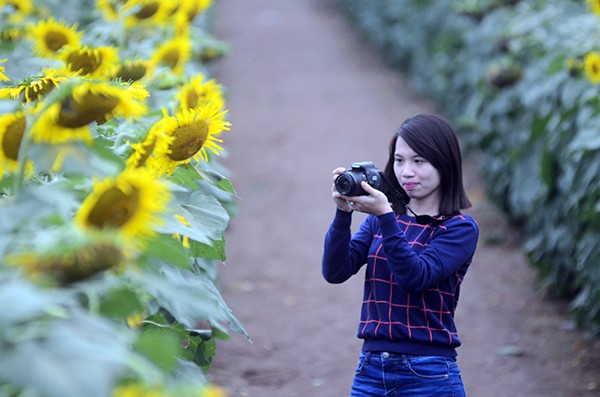 Đắm chìm trong vẻ đẹp của cánh đồng hoa mặt trời Nghệ An ảnh 8