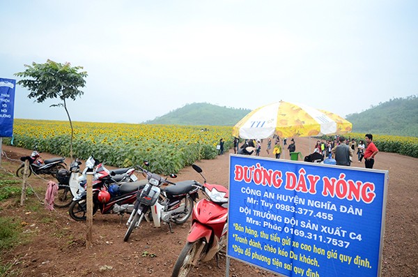 Đắm chìm trong vẻ đẹp của cánh đồng hoa mặt trời Nghệ An ảnh 9