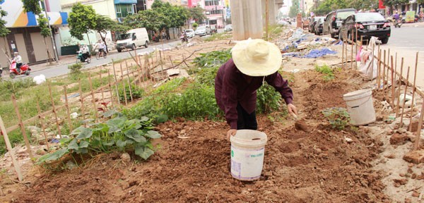 Trồng rau trên dải phân cách, ven đường: Tưởng "sạch" hóa nhiễm đầy chất độc! ảnh 2