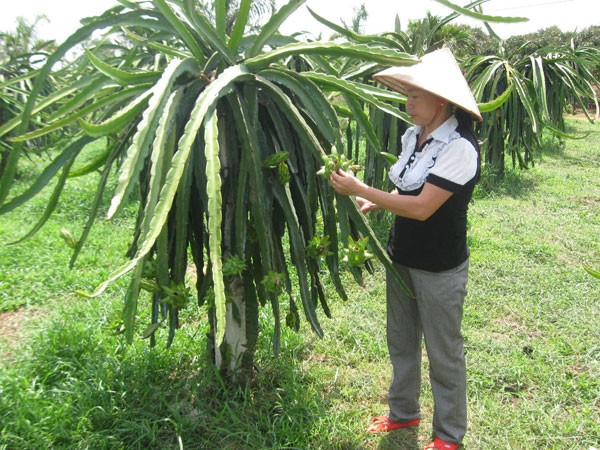 Hà Nội dẫn đầu cả nước về xây dựng nông thôn mới ảnh 1 Hà Nội dẫn đầu cả nước về xây dựng nông thôn mới ảnh 1