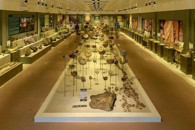 Một số mẫu vật hóa thạch được giới thiệu tại trưng bày.
