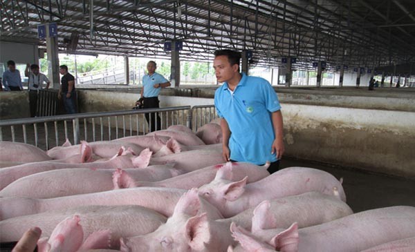 Giá lợn hơi giảm gây khó khăn cho việc tái đàn chuẩn bị thực phẩm Tết ảnh 1