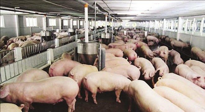 Giá thịt lợn tiếp tục thấp thảm hại, nông dân cứ bán một con lợn lỗ ngay 1 triệu ảnh 2