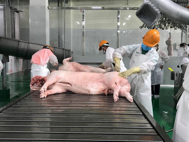 Giá thịt lợn tiếp tục thấp thảm hại, nông dân cứ bán một con lợn lỗ ngay 1 triệu ảnh 1