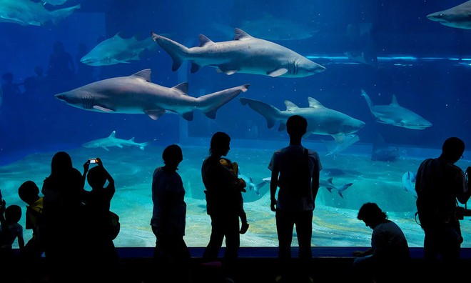 Nhật Bản: Cá mập có nguy cơ tuyệt chủng sinh con trong thủy cung ảnh 1