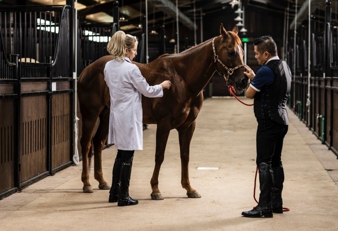 100% ngựa tại học viện được chăm sóc theo chế độ đặc biệt do đội ngũ chuyên gia nước ngoài trực tiếp theo dõi, thẩm định và phục vụ.