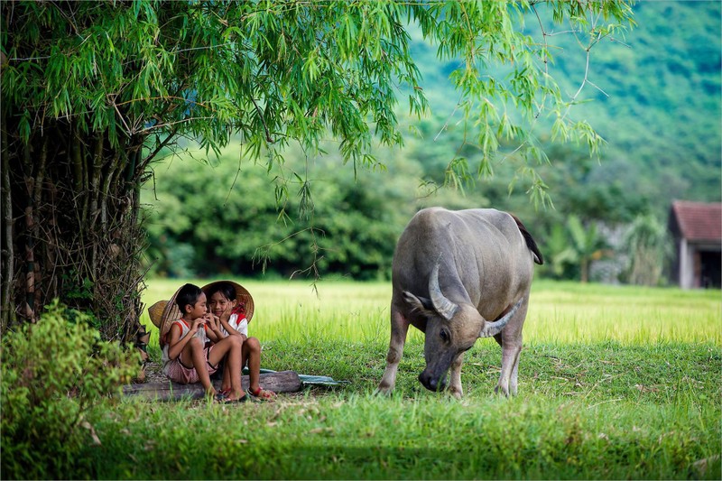 Thương Nhớ Làng Quê Xứ Đoài | Báo Điện Tử An Ninh Thủ Đô